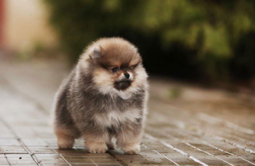 Cachorro de Spitz Pomerania