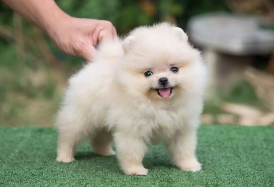 Cachorro de Spitz Pomerania blanco
