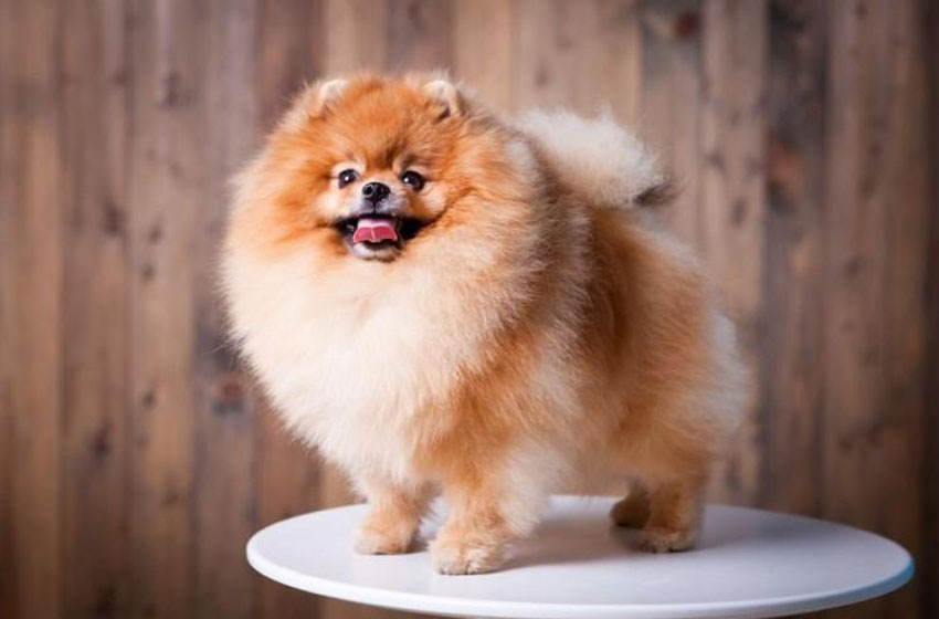 Pomerano bonito