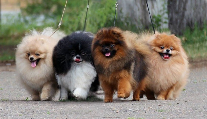 Colores del Spitz Pomerania