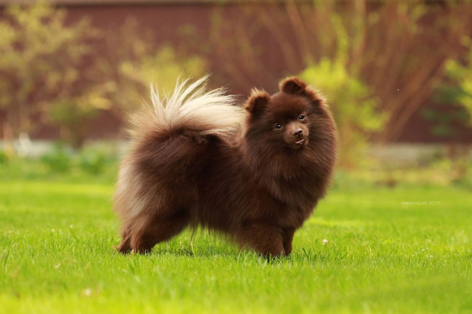 Spitz Pomerania chocolate