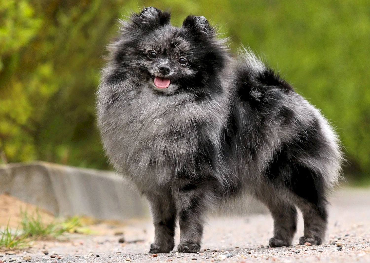 Pomerano color merle