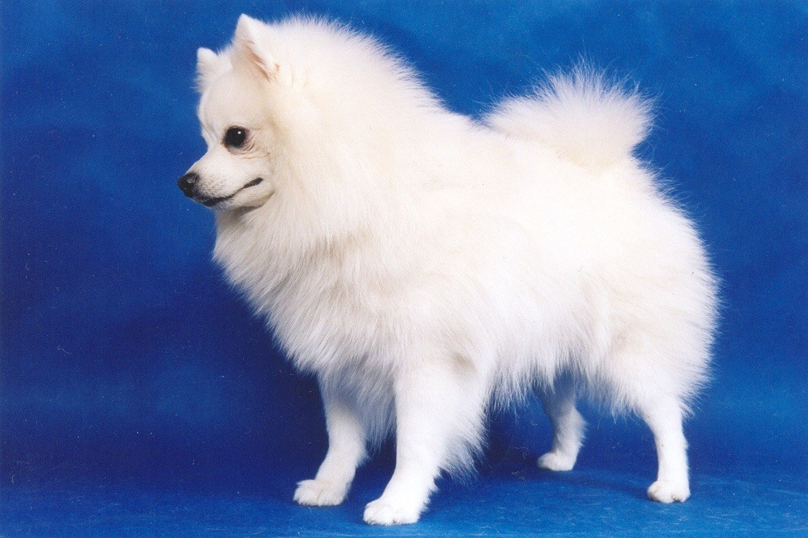 Spitz Pomerania blanco de tipo zorro