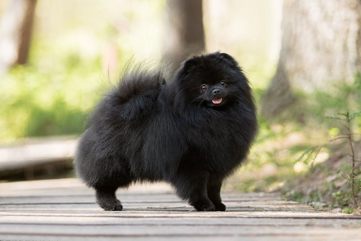 Bonito spitz negro