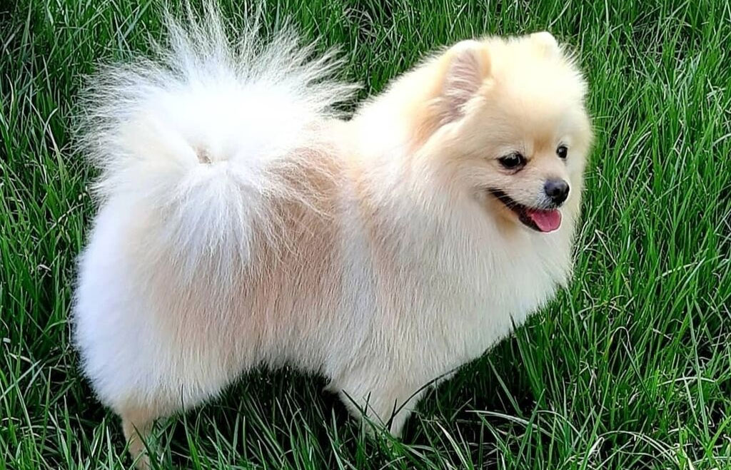 Bonito spitz crema