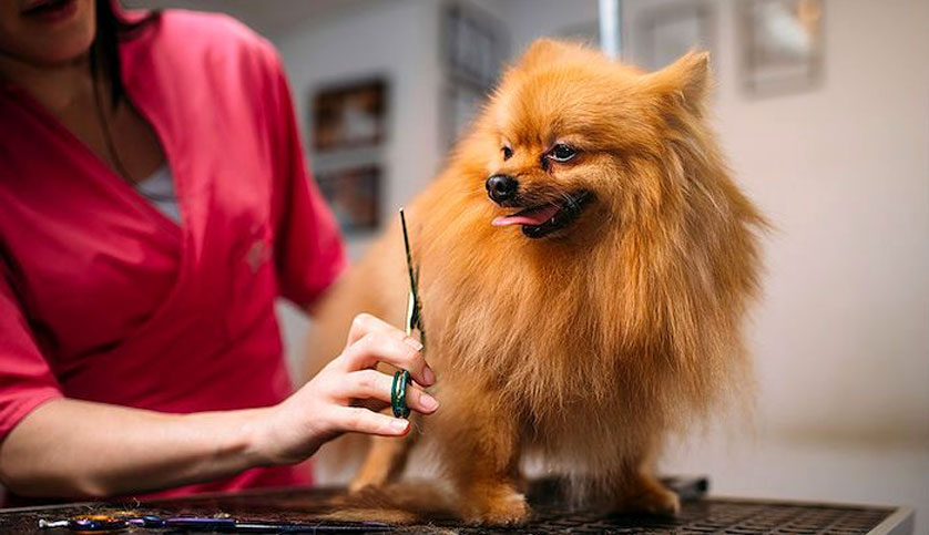 Spitz en el peluquero canino