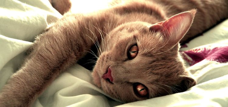 Gato somnoliento