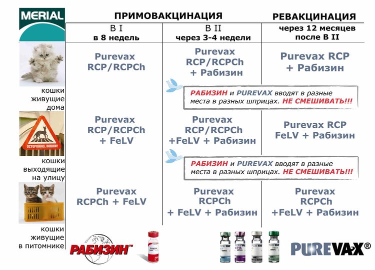 Calendario de vacunación para gatos