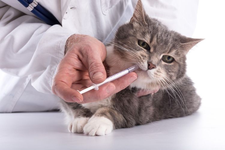 Desparasitación para gatos