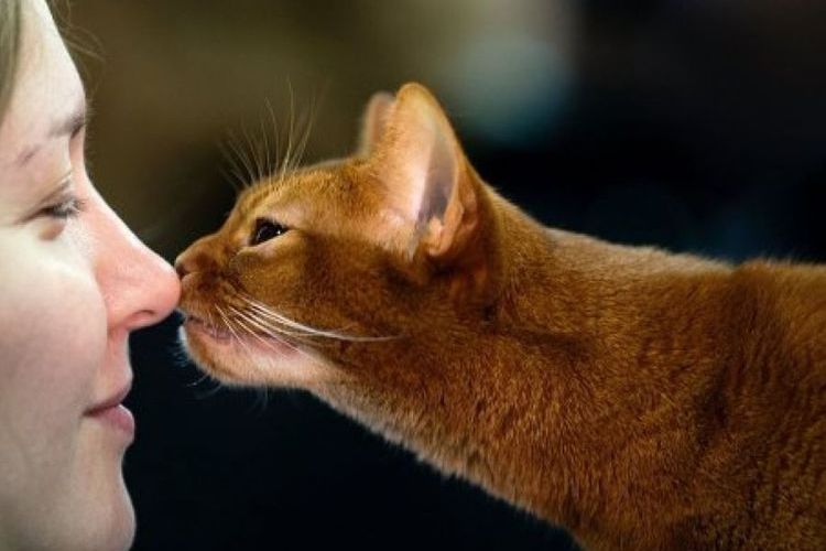 El gato y el ser humano