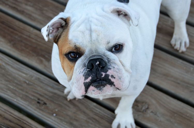 Perro blanco