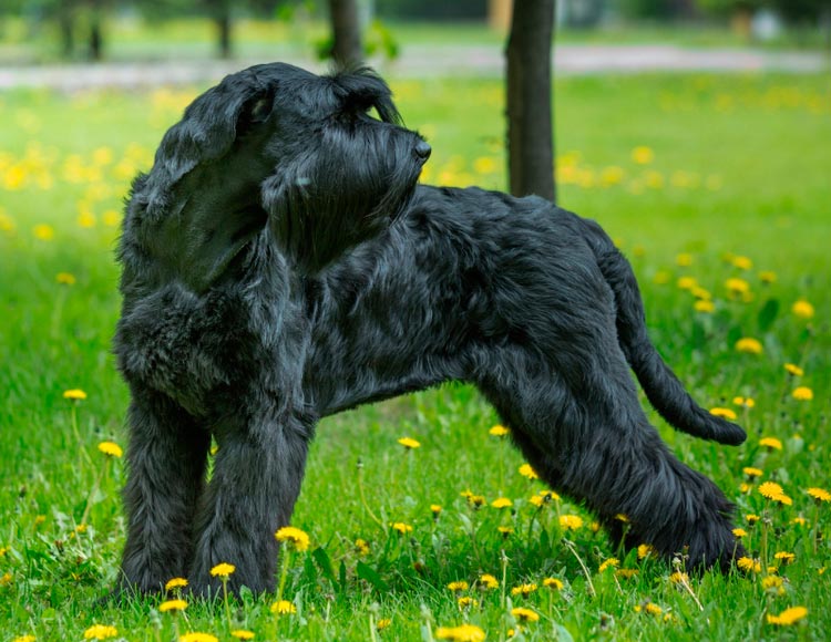 raza de perro Riesenschnauzer
