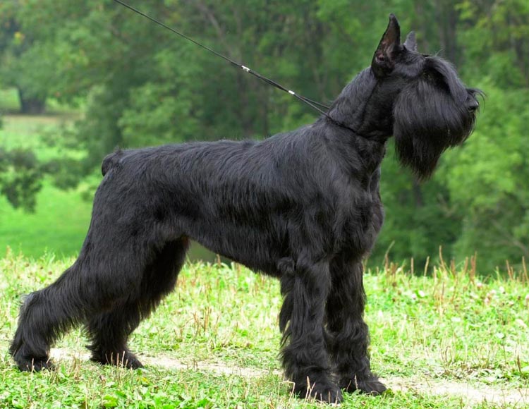 perro de raza Riesenschnauzer