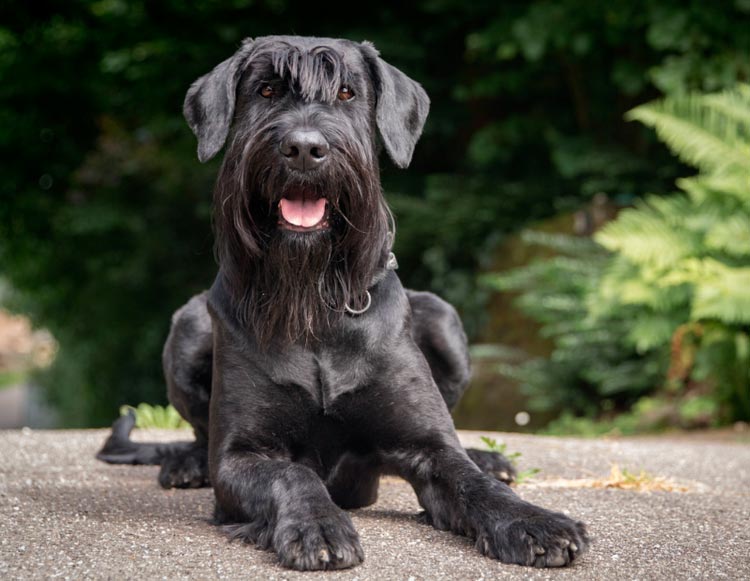 Foto del Riesenschnauzer