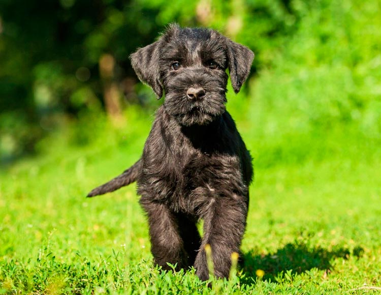 cachorro de la raza Riesenschnauzer