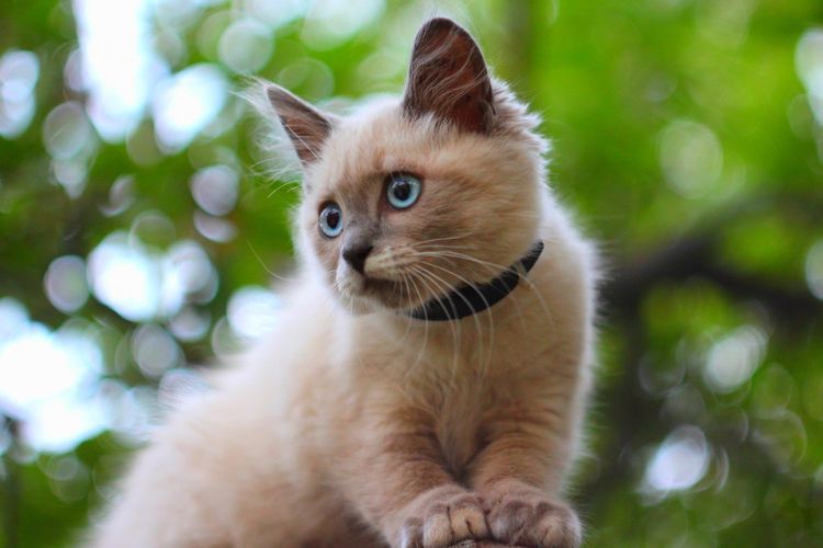 Gata con collar