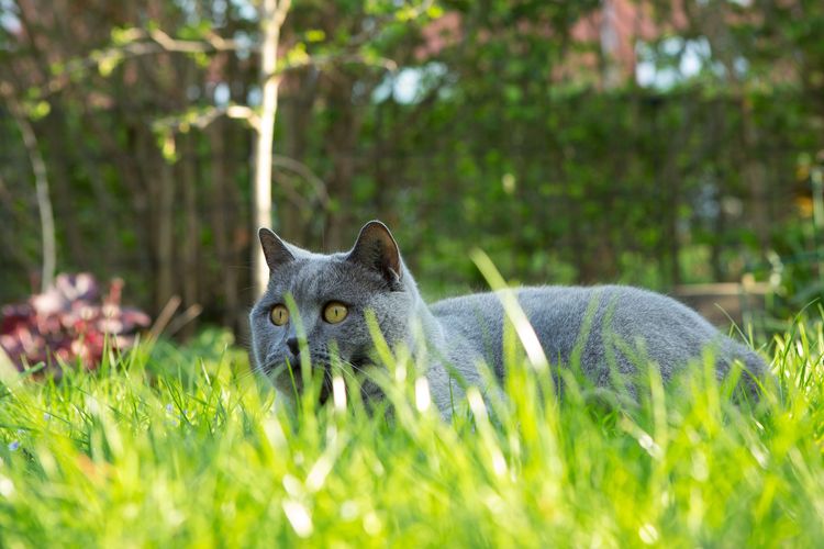 Gato en la hierba