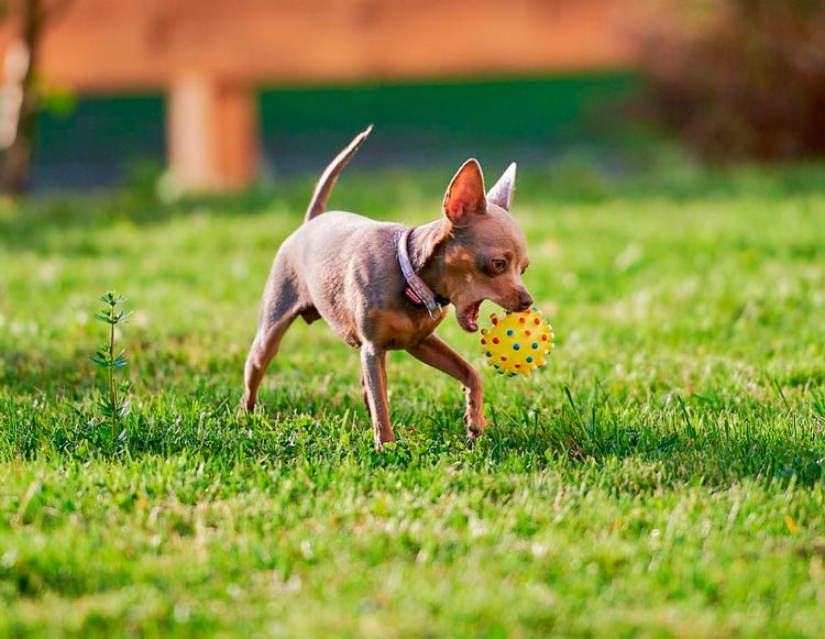 Russian Toy con una pelota