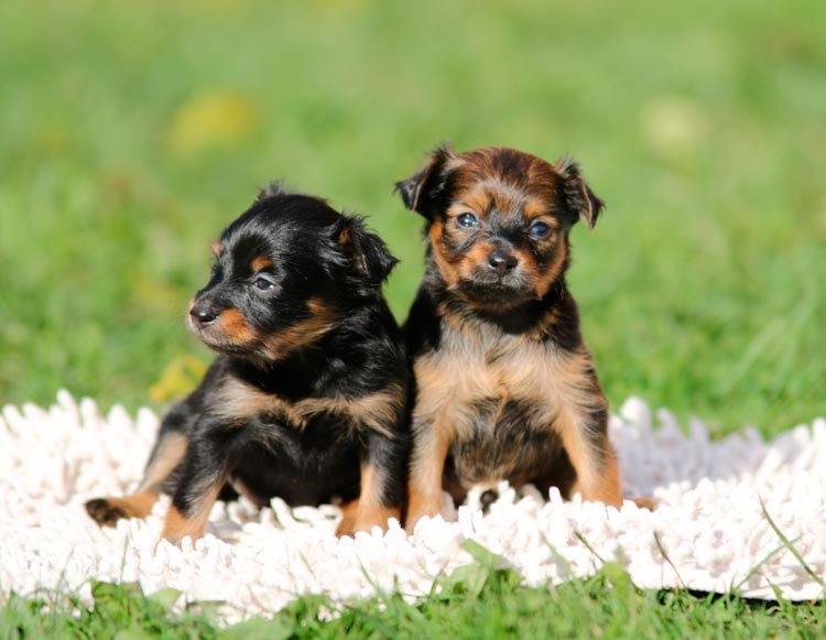 Cachorros de Russian Toy