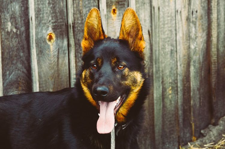 Schäferhund