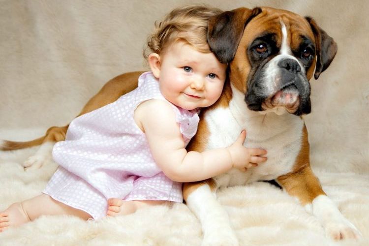 Boxer und Kind