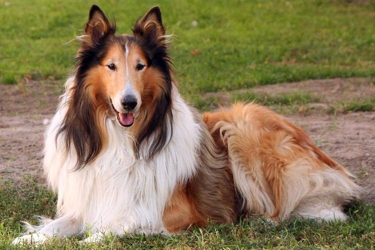 Collie