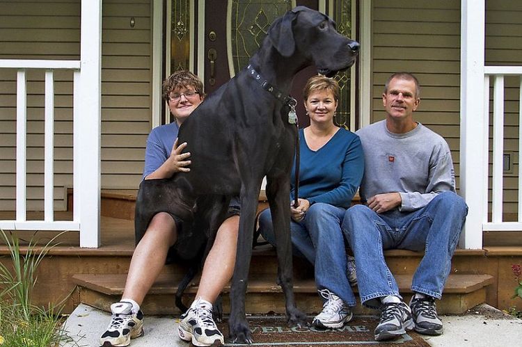 Zeus, el perro más alto