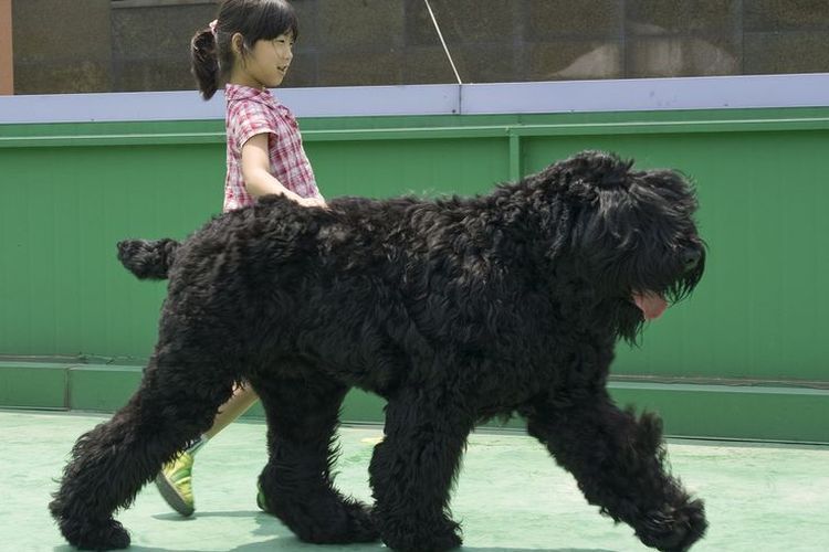 Terrier ruso