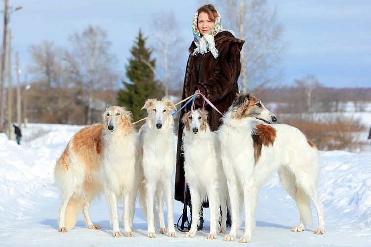 Borzoi ruso