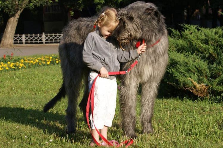 Irish Wolfhound