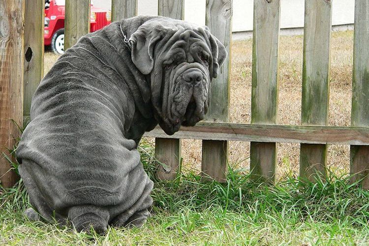 Mastín napolitano (mastino napolitano)