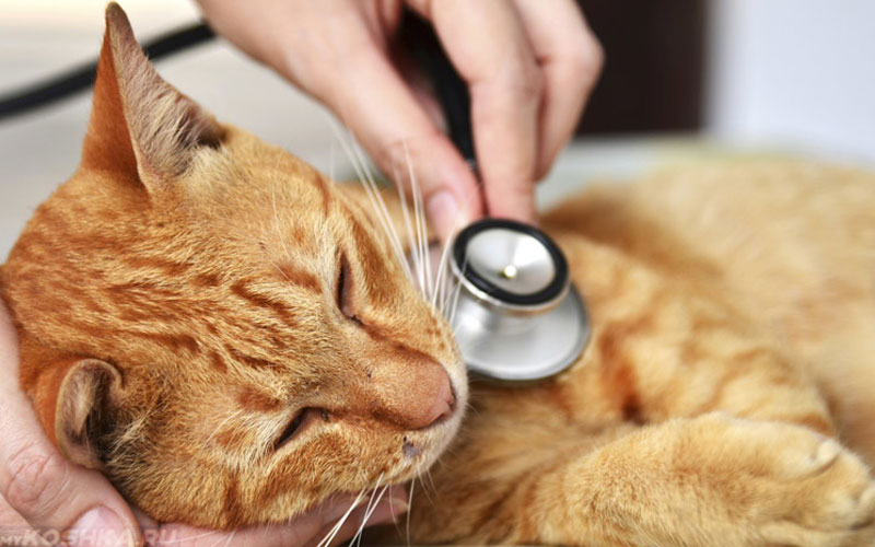 Síntomas y tratamiento de la insuficiencia cardíaca en gatos