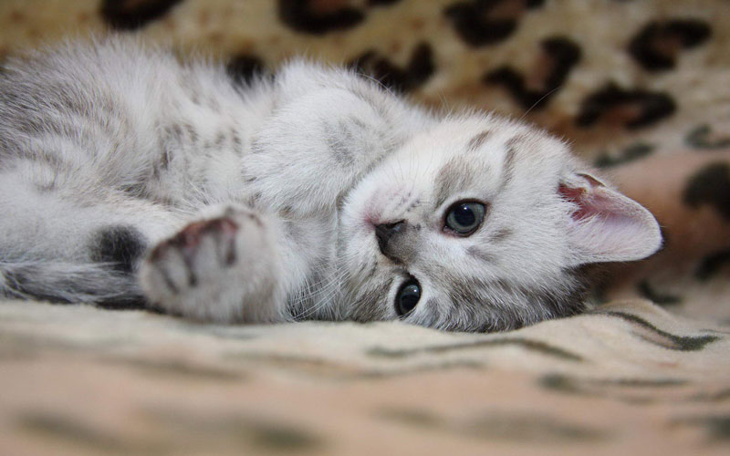 Síntomas de insuficiencia cardíaca en gatitos