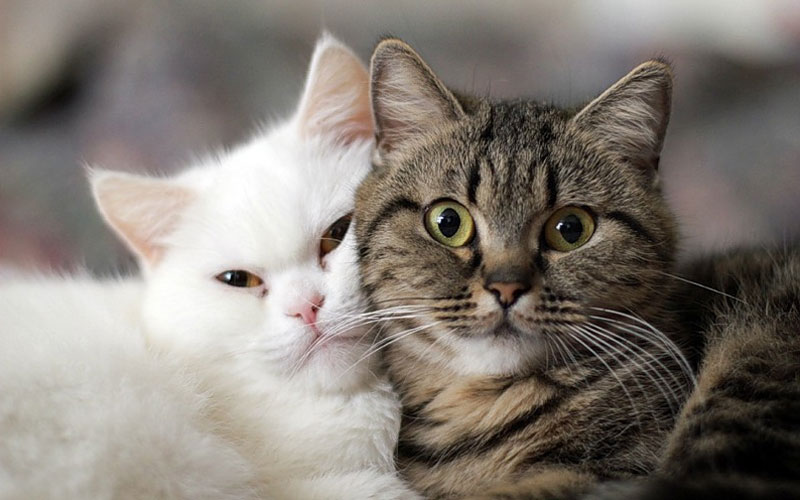 Causas y síntomas de la insuficiencia cardíaca en gatos