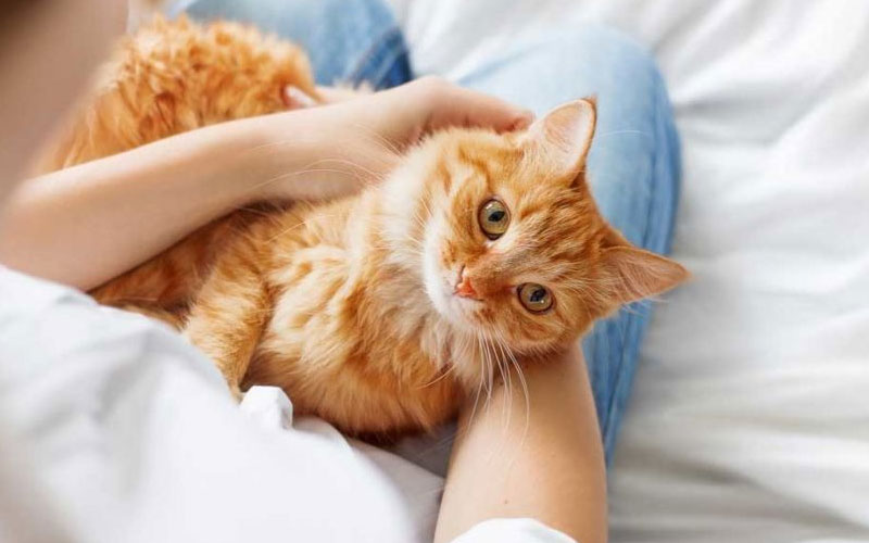 Insuficiencia cardíaca en gatos: tipos, síntomas, diagnóstico y tratamiento