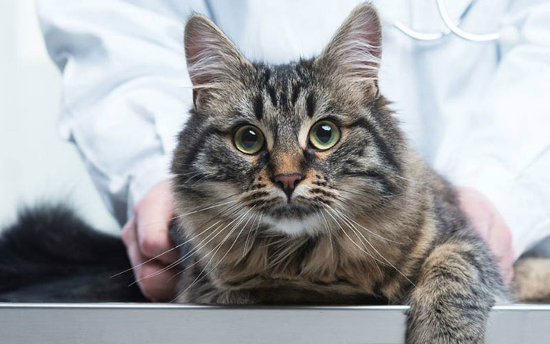 Tratamiento de la insuficiencia cardíaca en el gato