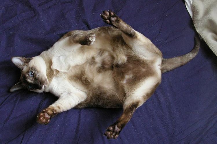 Gata embarazada