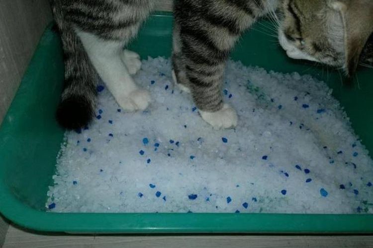 Relleno de sílice para el arenero del gato