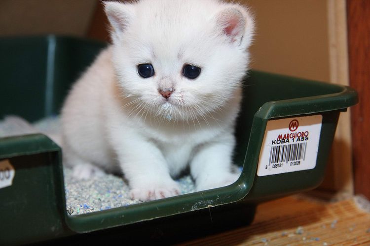Gatito en el arenero con absorbente de gel de sílice