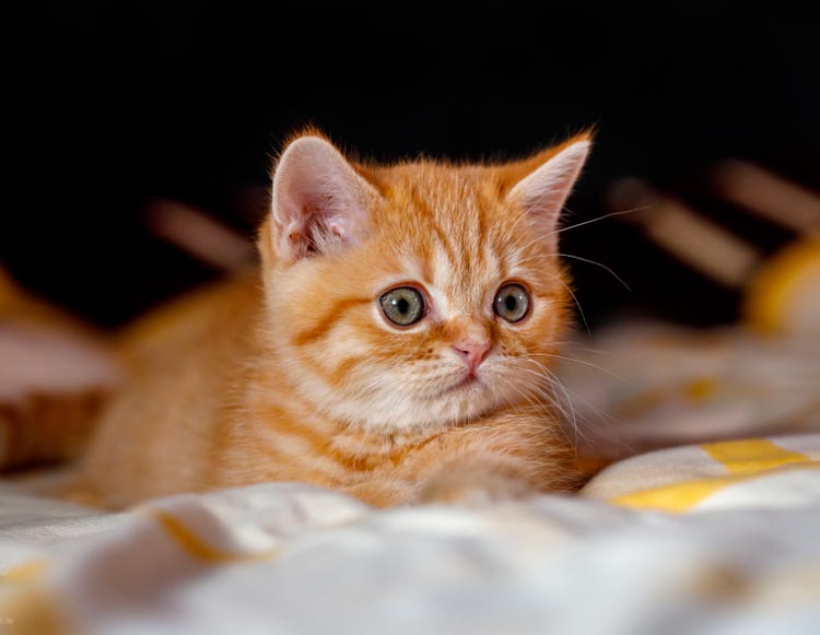 Gatito Scottish Straight