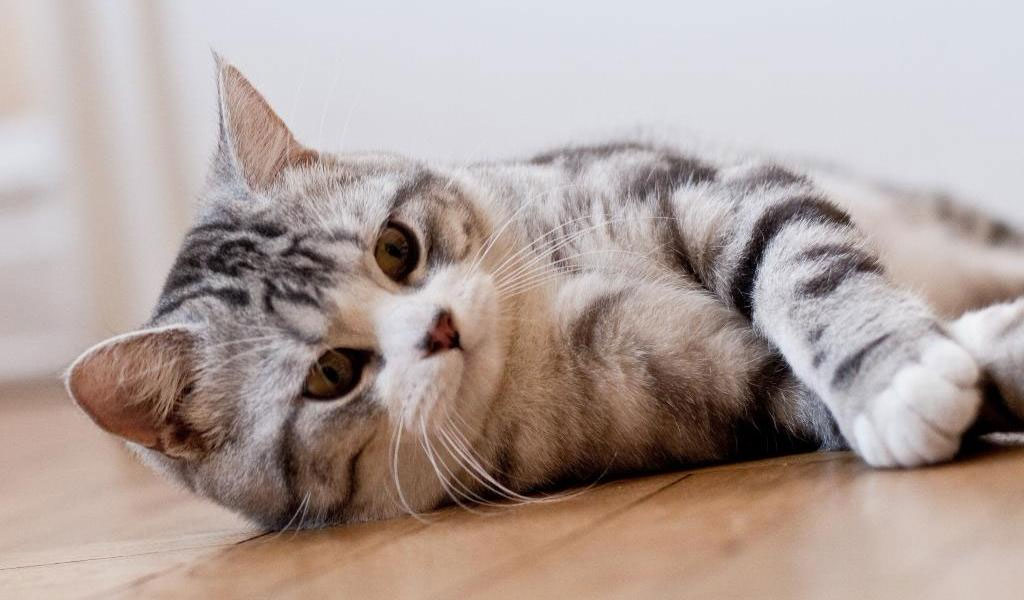 gato Scottish Straight