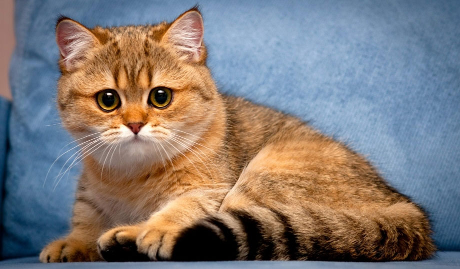 Gatito Scottish Straight