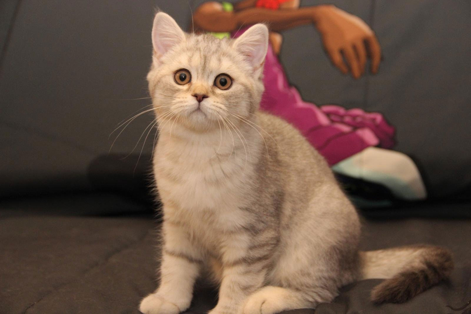 Scottish Straight - cómo elegir un gatito