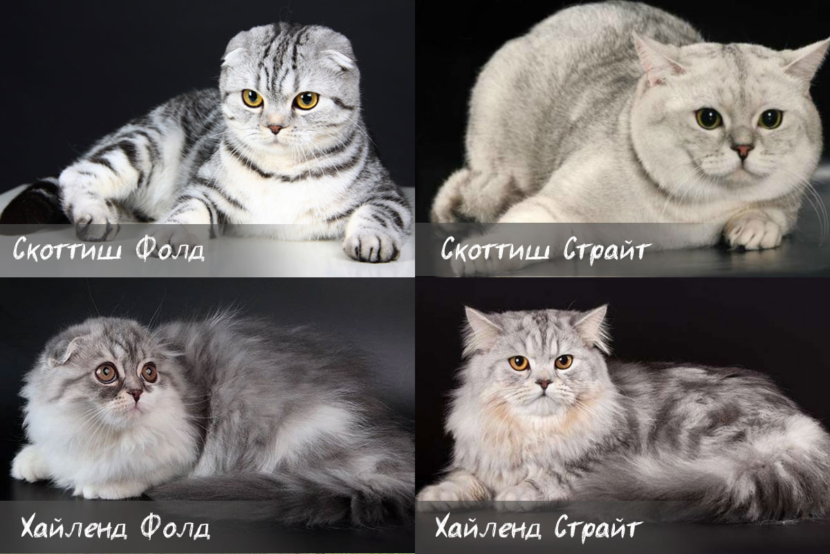 Variedades de gatos escoceses