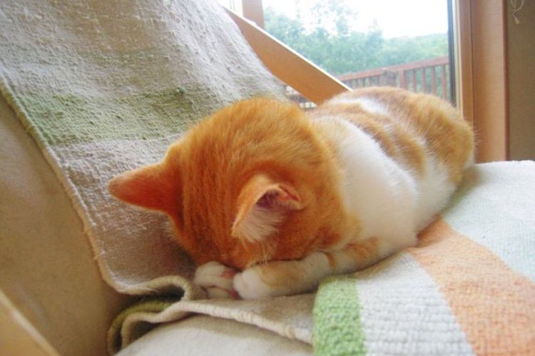 El gato anaranjado se oculta entre sus patas.