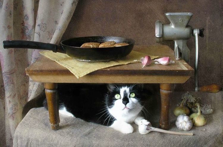 El gato y la croqueta