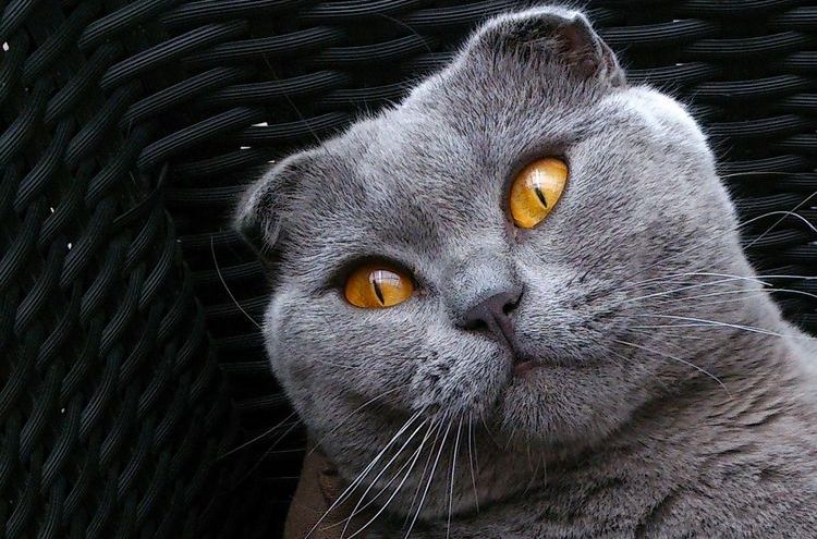 Gato británico