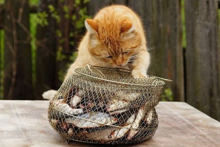 El gato y el pescado
