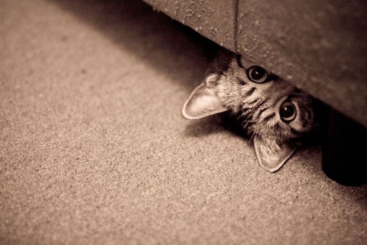 Gato debajo del sofá