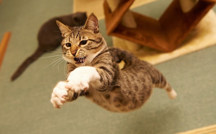 El gato volador